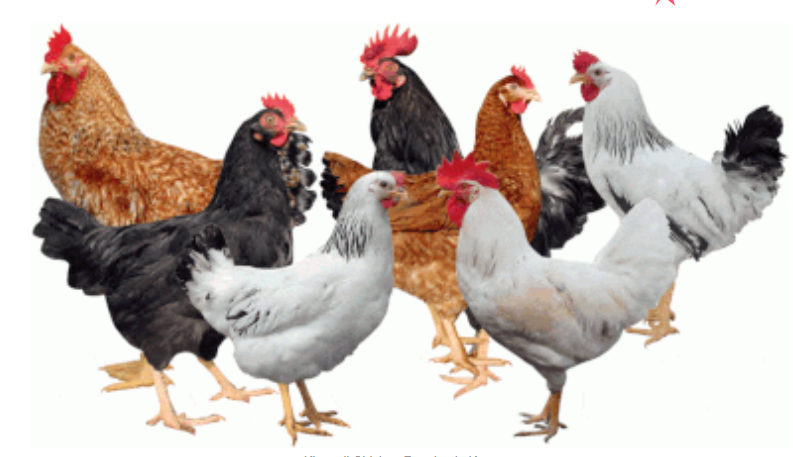 Kienyeji Chicken Rearing